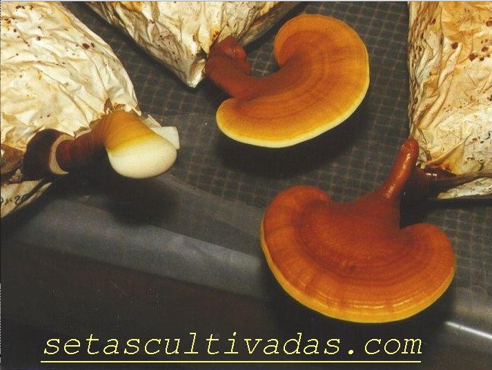 ganoderma